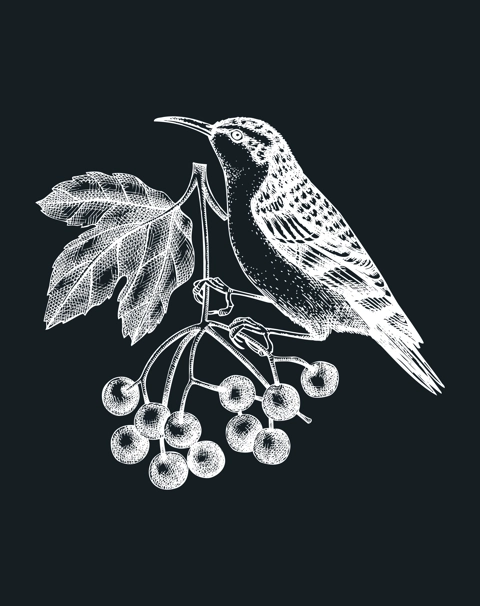 Hand-sketched bird with autumn flowers illustration on chalkboard. Fall design with birds, florals, geometric shapes, and abstract elements. Can be used for print, poster, wall art, social media